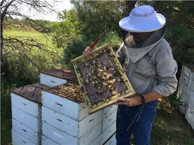 Innovations with Ed Begley Jr The Role of the Honey Bee (2013– ) watch online HD
