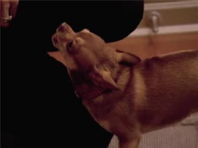 It's Me or the Dog Menace to High Society (2008–2012) watch online HD
