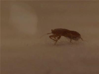 The Invaders Bed Bug Doomsday (2011– ) watch online HD