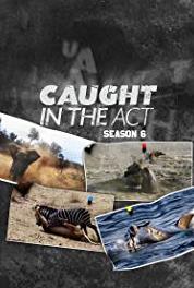 Caught in the Act Almost Lost (2015– ) watch online HD
