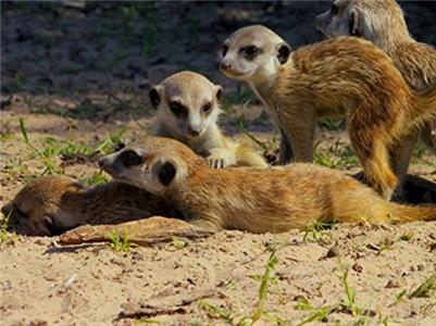 Spy in the Wild Friendship (2017– ) watch online HD