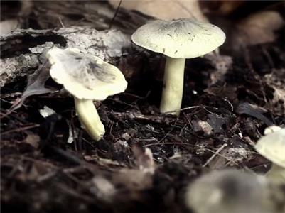 Filthy Riches Livin Off the Land (2014– ) watch online HD