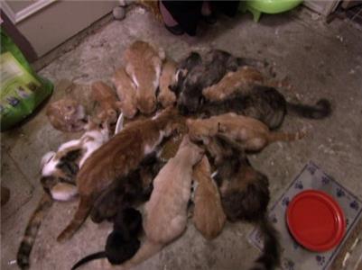 Hoarders Glen/Lisa (2009– ) watch online HD