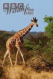 Wildlife on One Run Cheetah Run (1977–2005) watch online HD