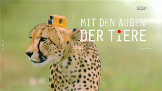 Universum Mit den Augen der Tiere - Zwischen Ozean und Wüste (1987– ) watch online HD