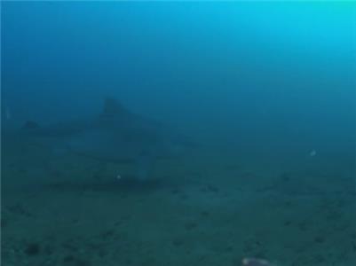Expedition Great White A Whale of a Tiger (2010– ) watch online HD