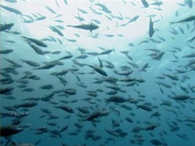 The Blue Planet Tidal Seas (2001) watch online HD