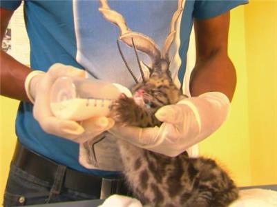 Big Cat Week Collection Return of the Clouded Leopards (2010– ) watch online HD