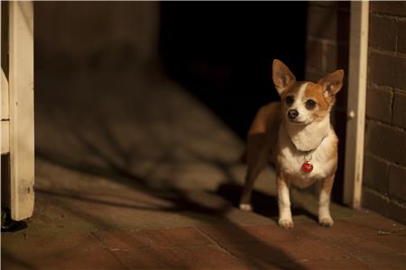Colin the Dog's Fabulous Midnight Adventure and Another Story (2011) watch online HD