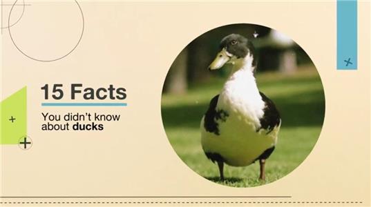 15 Facts You Didn't Know About Ducks (2017) watch online HD