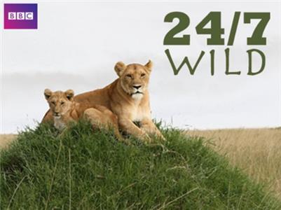 24/7 Wild  watch online HD