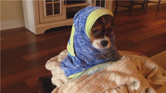 Animals Unleashed Barks and Recreation (2016– ) watch online HD