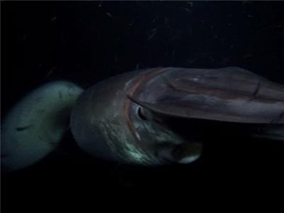 Night Squid (2009– ) watch online HD