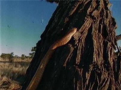 Wildlife Specials Serpent (1995– ) watch online HD