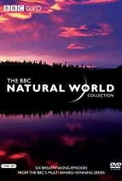 Natural World Hammerhead (1983– ) watch online HD