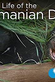 Secret Life of the Tasmanian Devil Young Devils (2016) watch online HD