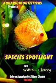 Species Spotlight Killie, Killie, Killifish Golden Wonder Killiefish (2014– ) watch online HD