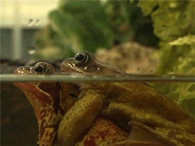 Wild Animal ER Episode #1.5 (2008– ) watch online HD