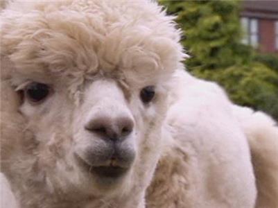Animals at Work Blaze Alpaca Security Guard (2008– ) watch online HD