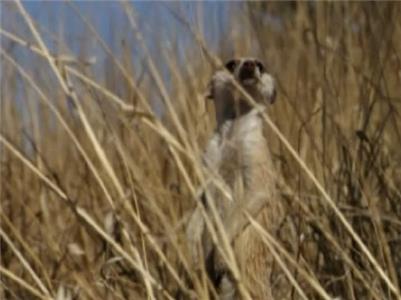 Meerkat Manor The Graduate (2005–2008) watch online HD