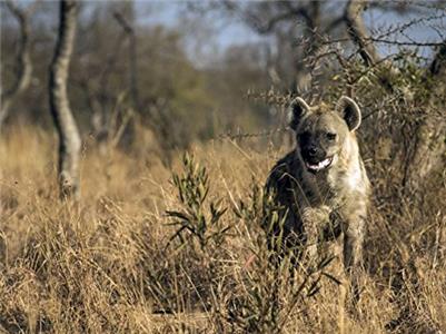 Predators Up Close with Joel Lambert Hyenas (2015–2016) watch online HD