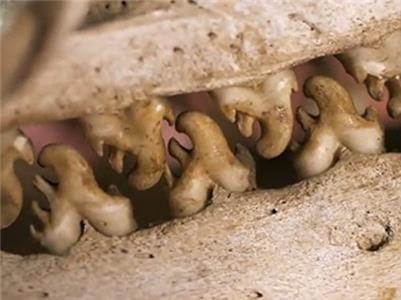 Secrets of Bones Food for Thought (2014– ) watch online HD
