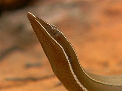 Austin Stevens Adventures Australia's Lost Eden (2008– ) watch online HD