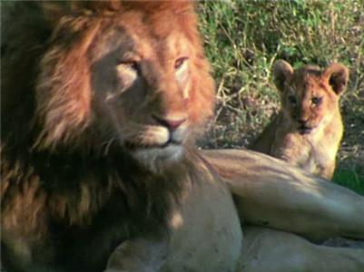 I, Predator Lion Vs. African Buffalo (2011– ) watch online HD