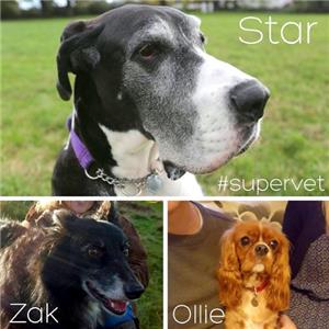 The Supervet Episode #5.2 (2014– ) watch online HD