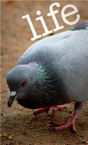 Life  watch online HD
