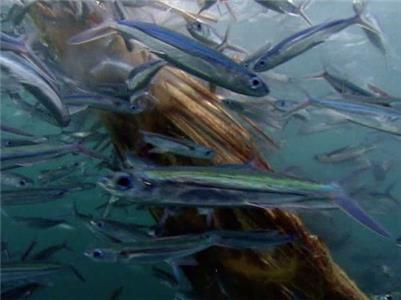 Жизнь Fish (2009) watch online HD