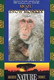 Nature Secrets of an African Jungle (1982– ) watch online HD
