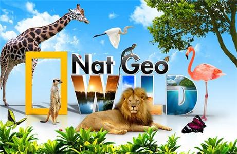 Wild  watch online HD