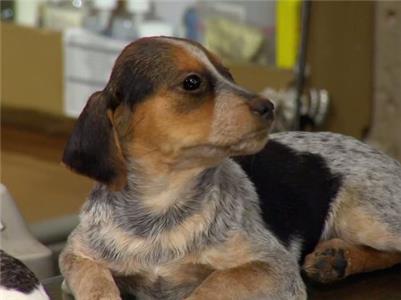 Joan & Melissa: Joan Knows Best? Dog Days of Fashion Week (2011–2014) watch online HD