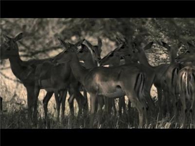 Safari Sisters A Dog's Life (2009– ) watch online HD