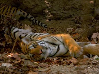 Wildlife Specials: The Spy Collection Tiger: Spy in the Jungle - Part 2 (2007– ) watch online HD