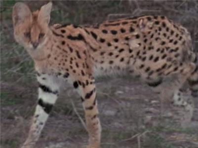 Big Cat Week Super Cat (2012– ) watch online HD