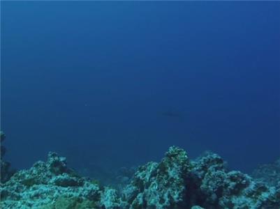 Expedition Great White Hammerhead Islands (2010– ) watch online HD