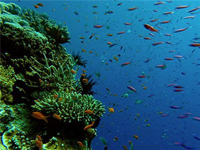 Great Barrier Reef Reef to Rainforest (2012– ) watch online HD