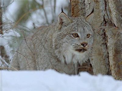 Nature The Story of Cats: Into the Americas (1982– ) watch online HD