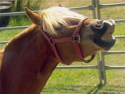 The Saddle Club Tenderfoot (2001–2009) watch online HD