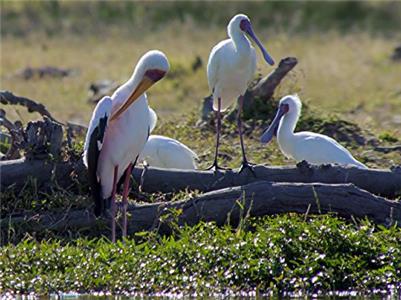 Waterworld Africa Lifeblood of the Kalahari (2015–2016) watch online HD