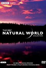 Natural World Red Ape: Saving the Orangutan (1983– ) watch online HD
