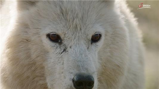 Terra Mater Die weißen Wölfe von Ellesmere Island (2011– ) watch online HD