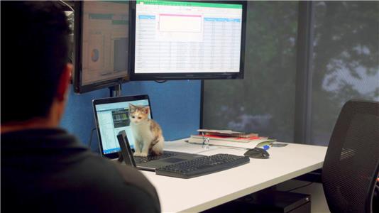 Unrelatable Office Humour Kitten (2018– ) watch online HD
