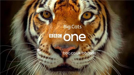 Big Cats Episode #1.1 (2018) watch online HD