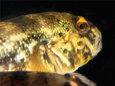 Great Lakes Wild The Goby Effect (2014–2015) watch online HD