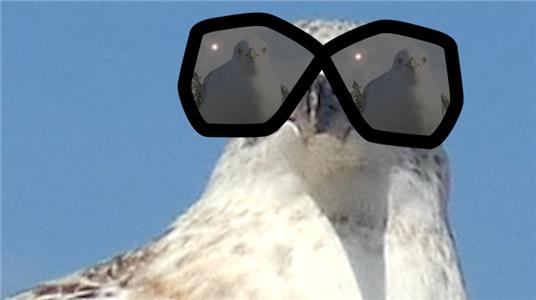 Seagull Stories Border patrol (2019– ) watch online HD