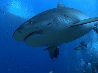 Shark Man Fiji: island of sharks (2014–2015) watch online HD