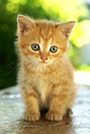 Baby Animals in Our World Even More Zoo Babies (2015–2016) watch online HD